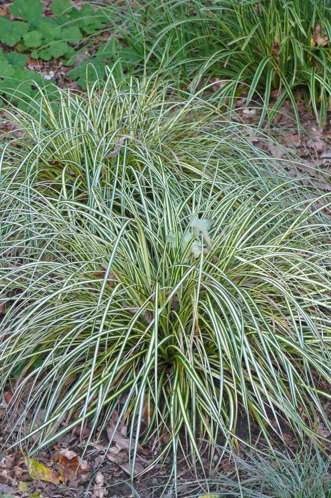 Carex hachijoensis Evergold Carex hachijoensis Evergold