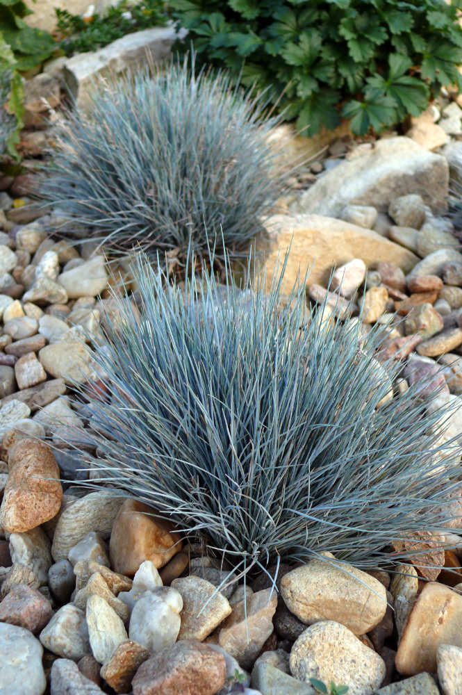 Kostřava Festuca glauca Zwergkönig dorůstá do 10 cm (bez květenství)