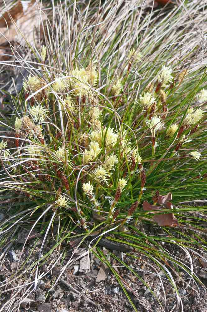 Carex humilis se hodí na slunná a suchá stanoviště Carex humilis se hodí na slunná a suchá stanoviště