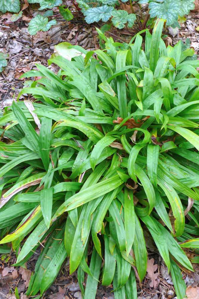 Carex plantaginea Carex plantaginea