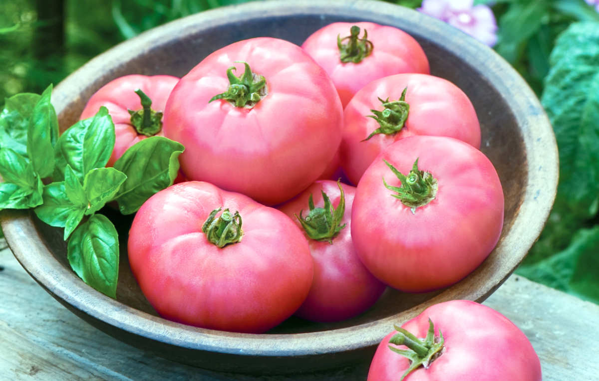 Big Pink je velmi chutné i čerstvé Biftekové rajče Big Pink je velmi oblíbené ve Středomoří