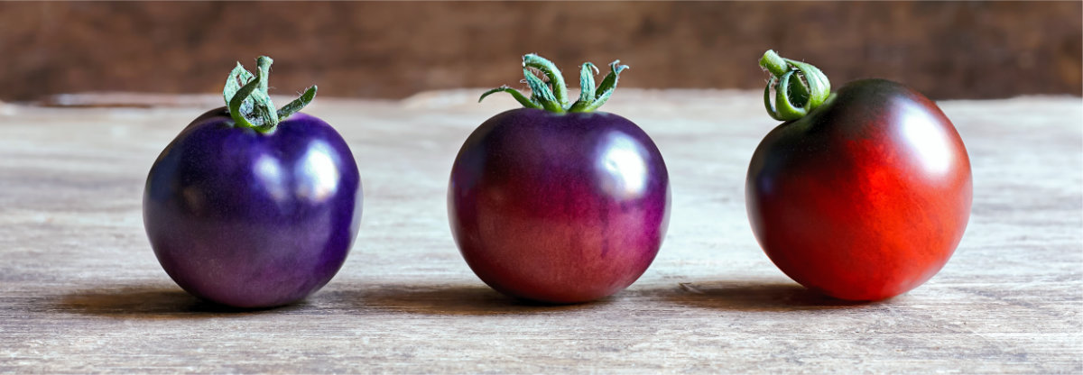Neobvyklé barvy indigo rajčete v různých fázích zrání; foto Shutterstock Černé rajče v různé zralosti