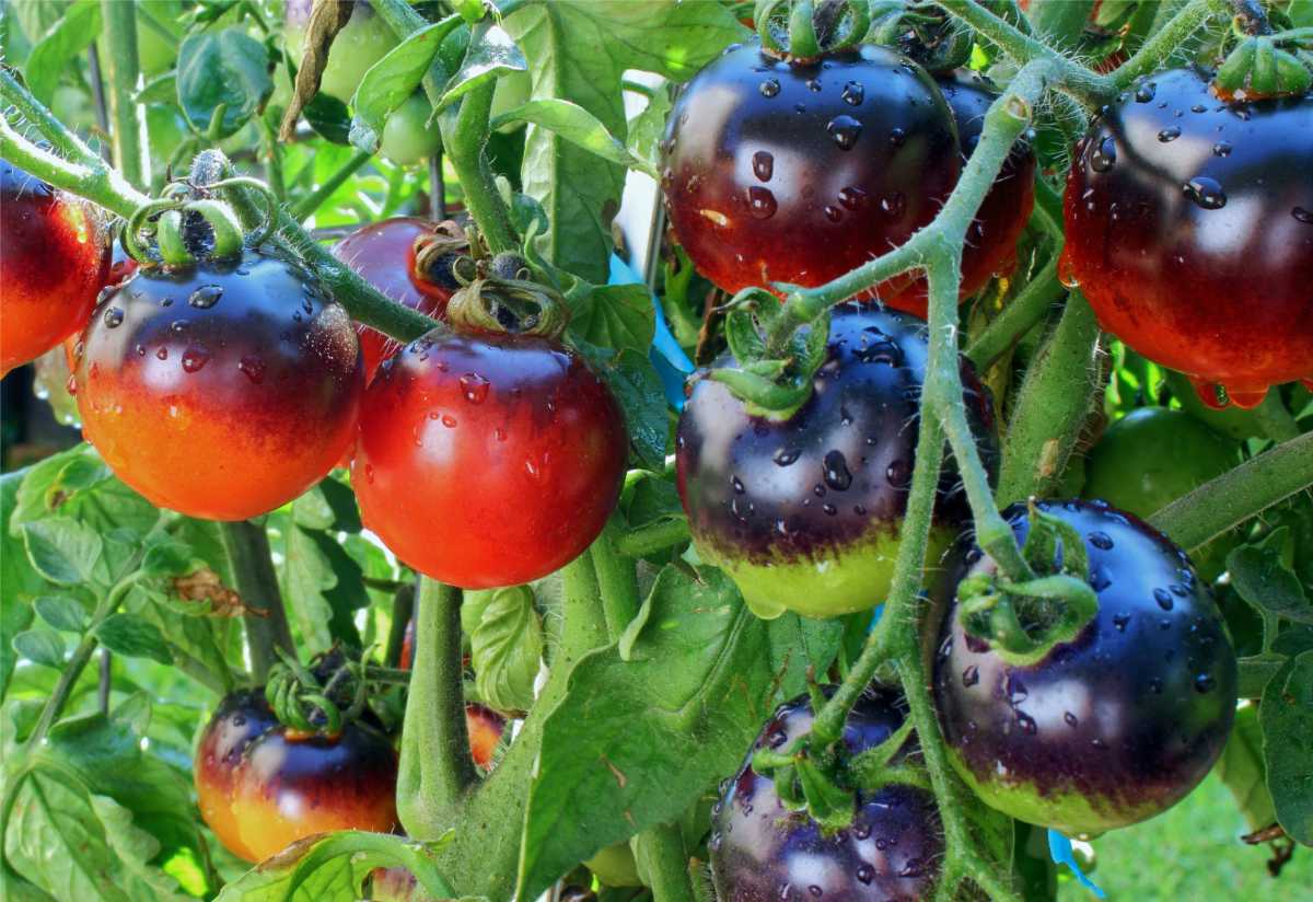 Plod rajčete Indigo Rose dozrává, červená tam, kde byl zelený; foto Shutterstock Pod plným sluncem rajče černá