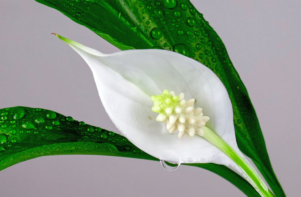 Toulcovka květnatá (Spathiphyllum floribundum); foto Shutterstock Toulcovka květnatá