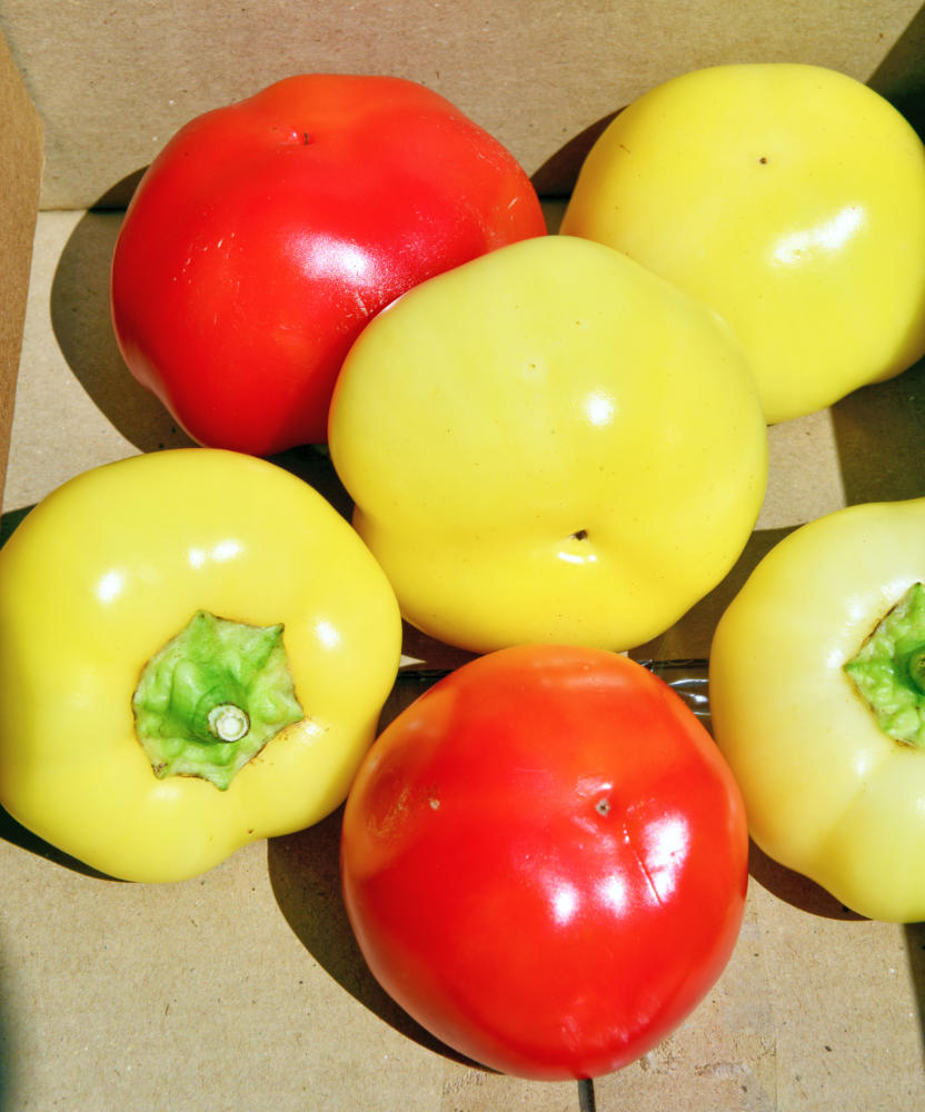 Pálinda Jablíčková paprika Pálinda