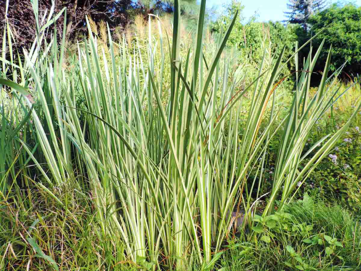 Puškvorec obecný Argenteostriatus 