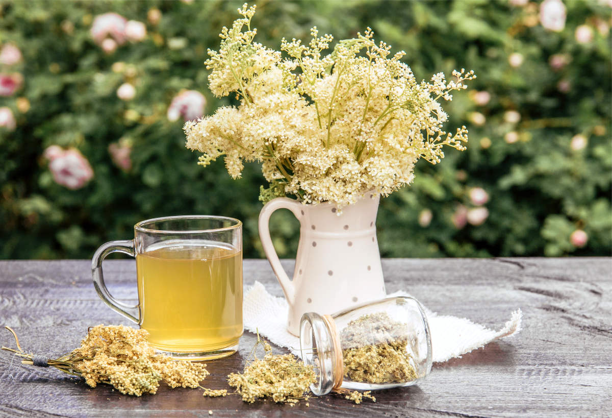Tužebník jilmový (Filipendula ulmaria) bylinka do domácí lékárny; foto Shutterstock Na horečku pomáhá také tužebník jilmový