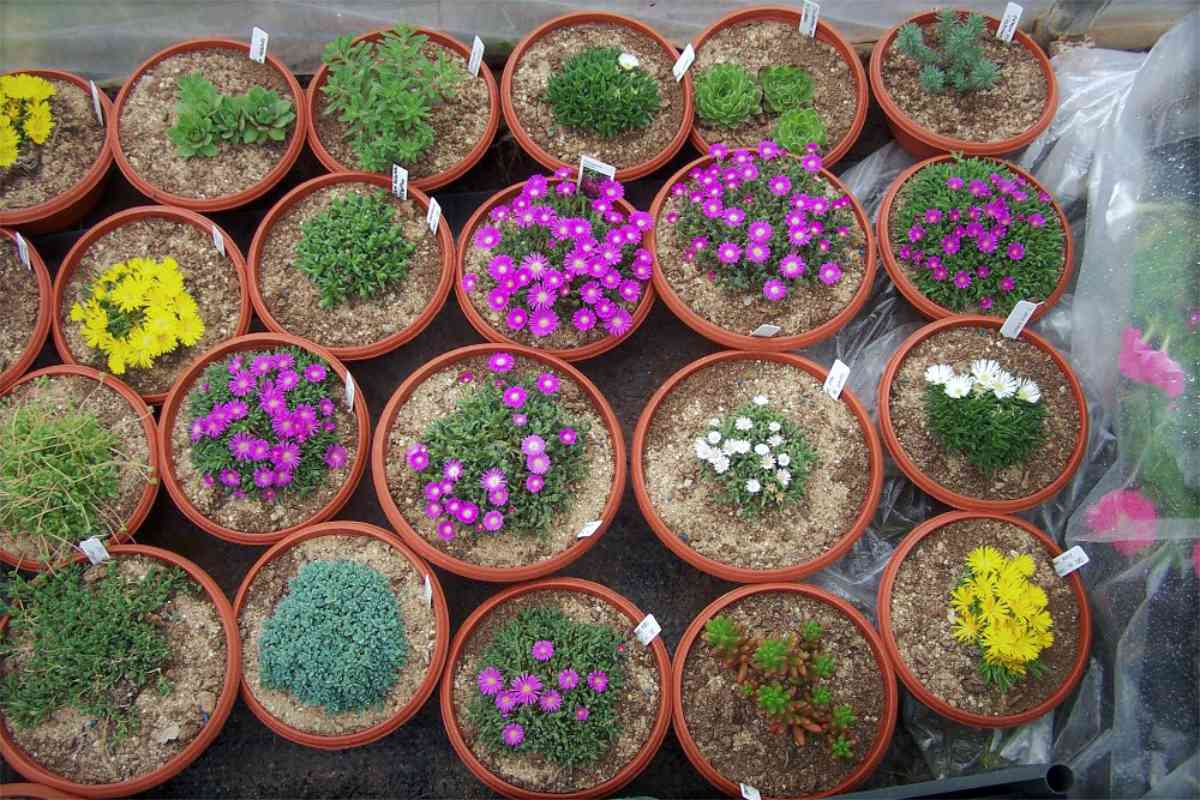 Delosperma