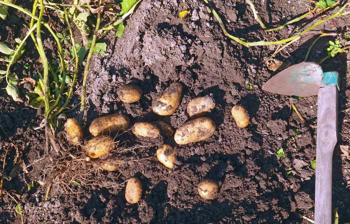 Rané brambory jsou lahůdkovou zeleninou Rané brambory