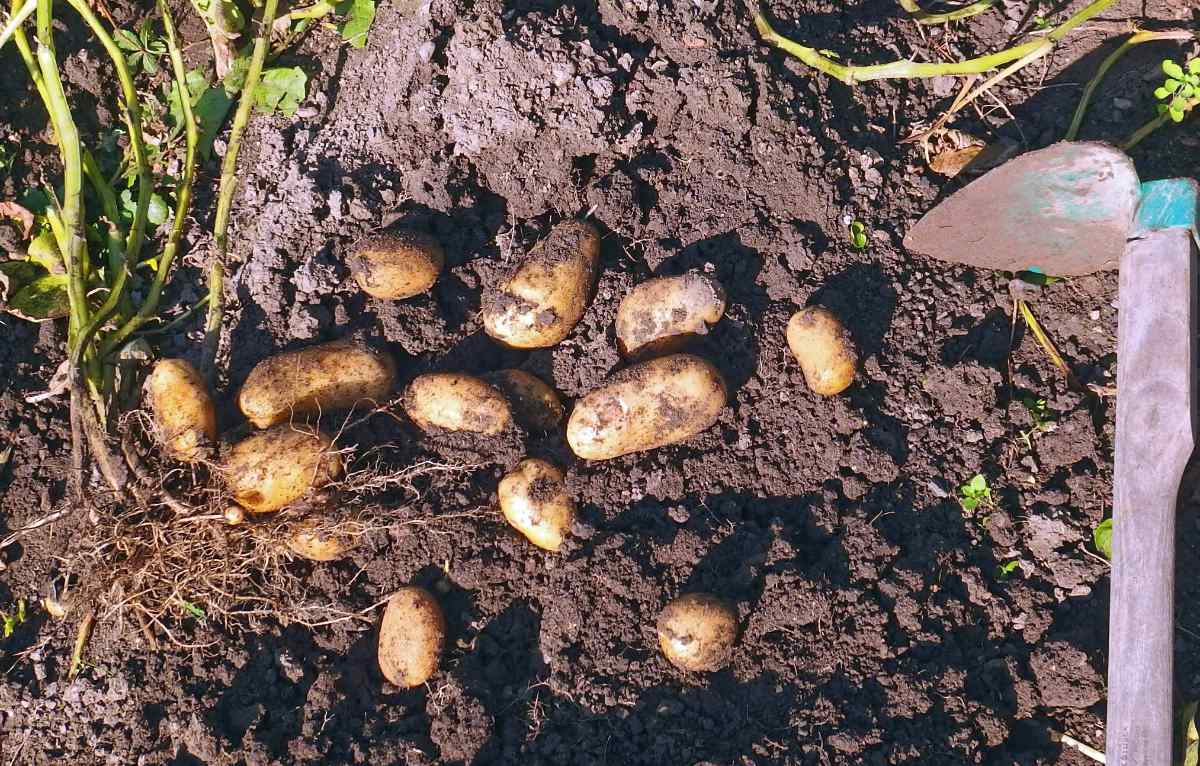 V předjaří začneme nakličovat rané brambory k výsadbě