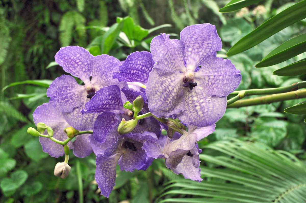 Dříve tajemná modrá orchidej je dnes dostupná díky šlechtění