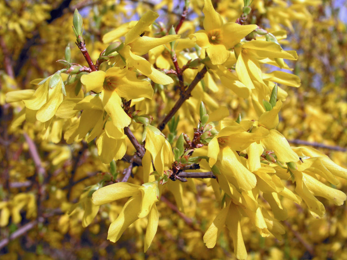Forsythia x intermedia Beatrix Farrand Zlatice Forsythia x intermedia Beatrix Farrand
