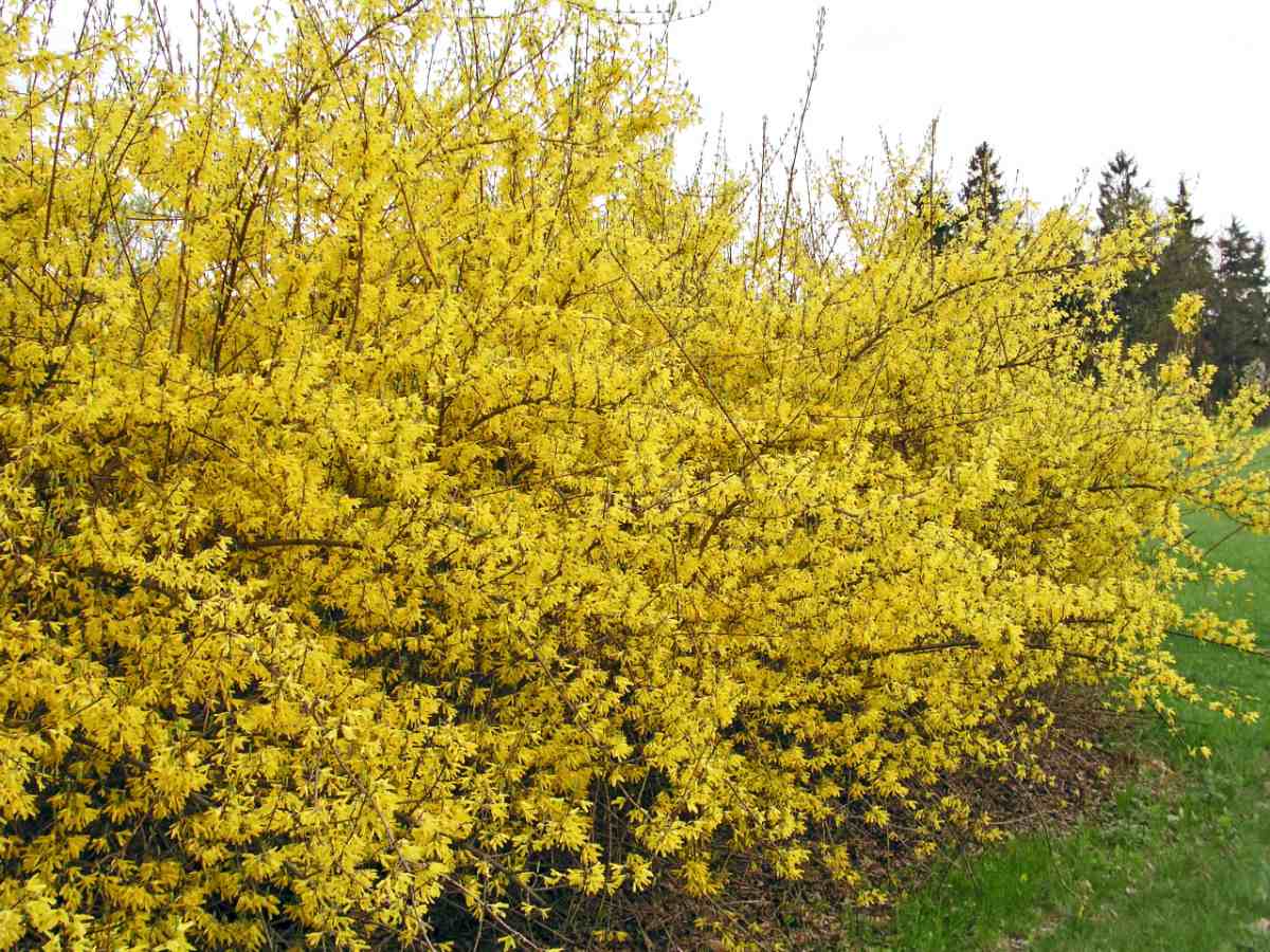 Forsythia x intermedia Beatrix Farrand Zlatice Forsythia x intermedia Beatrix Farrand