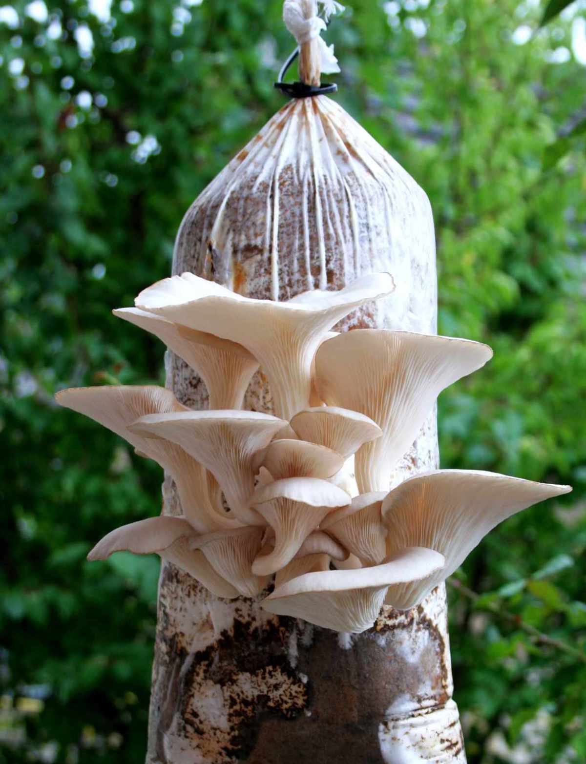 Pěstování hlívy ústřičné (Pleurotus ostreatus) na slámě; foto Shutterstock Hlíva ústřičná pěstovaná na slámě