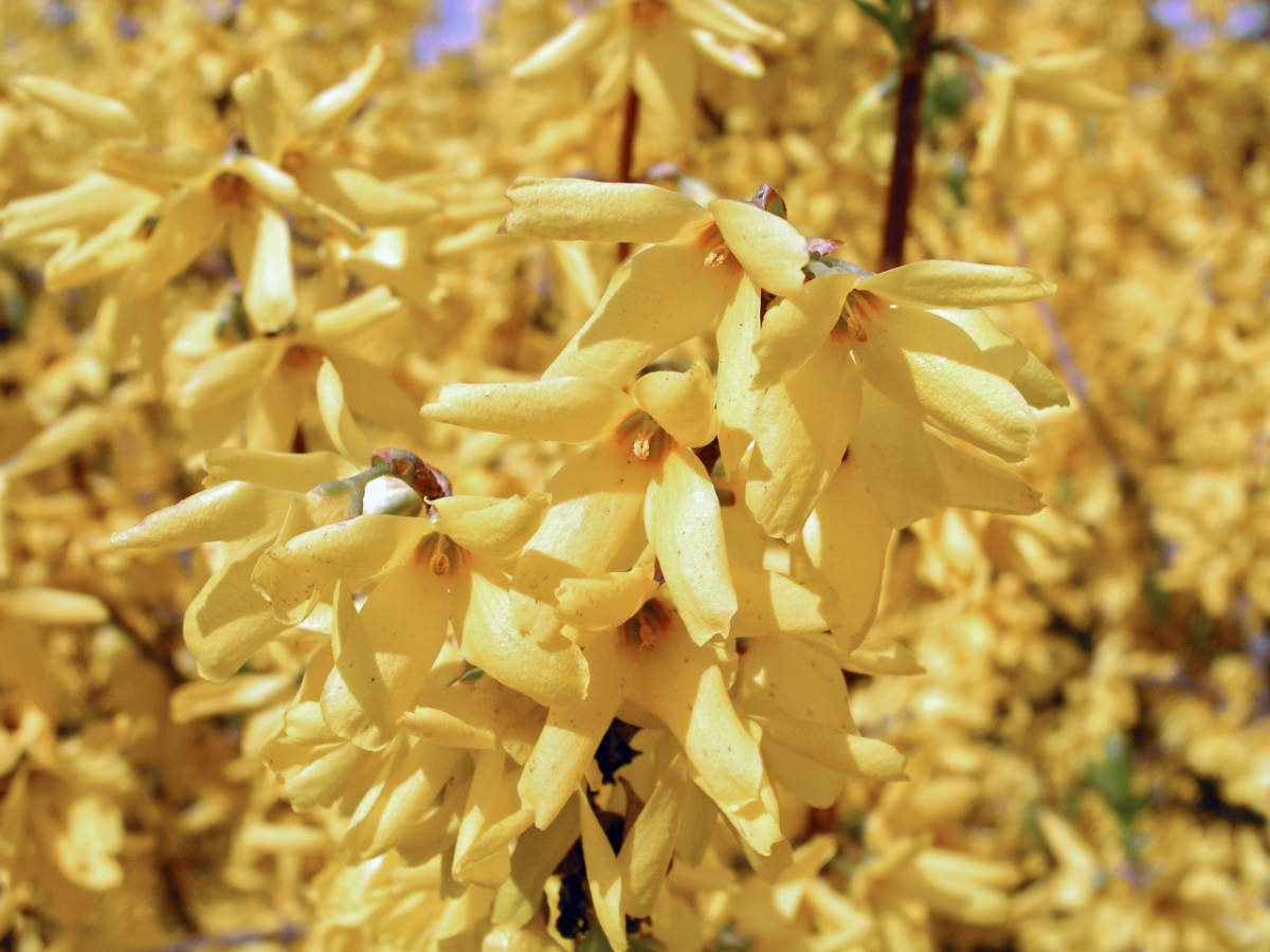 Forsythia x intermedia Karl Sax Zlatice Forsythia x intermedia Karl Sax