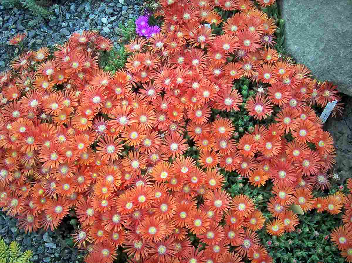 Delosperma dyeri Occulus Draco