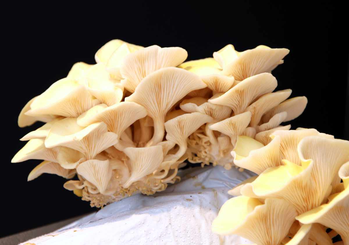 Hlíva miskovitá (Pleurotus cornucopiae); foto Shutterstock Pěstování hlívy miskovité na slámě