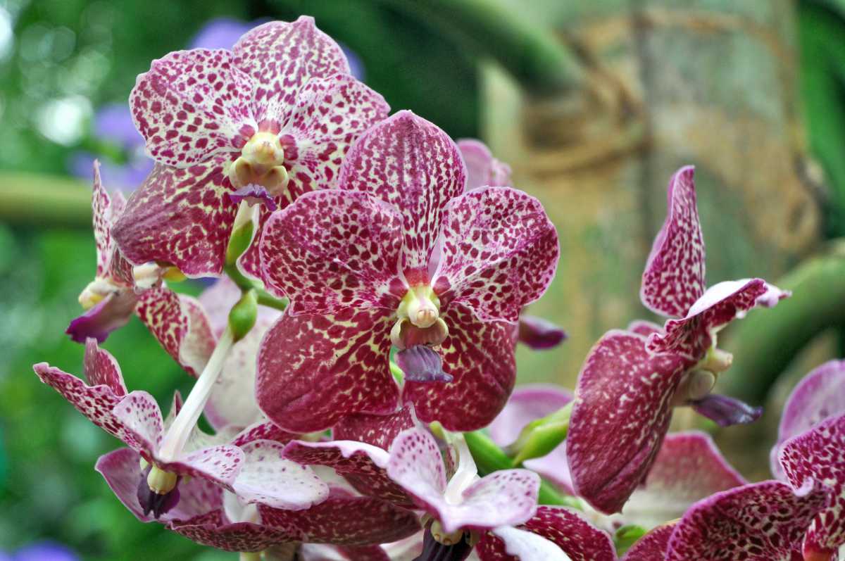 V. Exotic Red Orchidej Vanda Exotic Red
