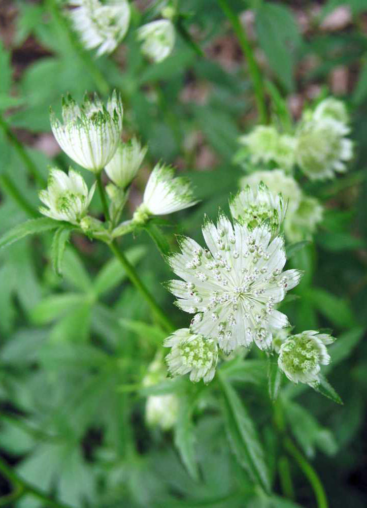 Astrantia major, odrůda Orlando Astrantia major, odrůda Orlando