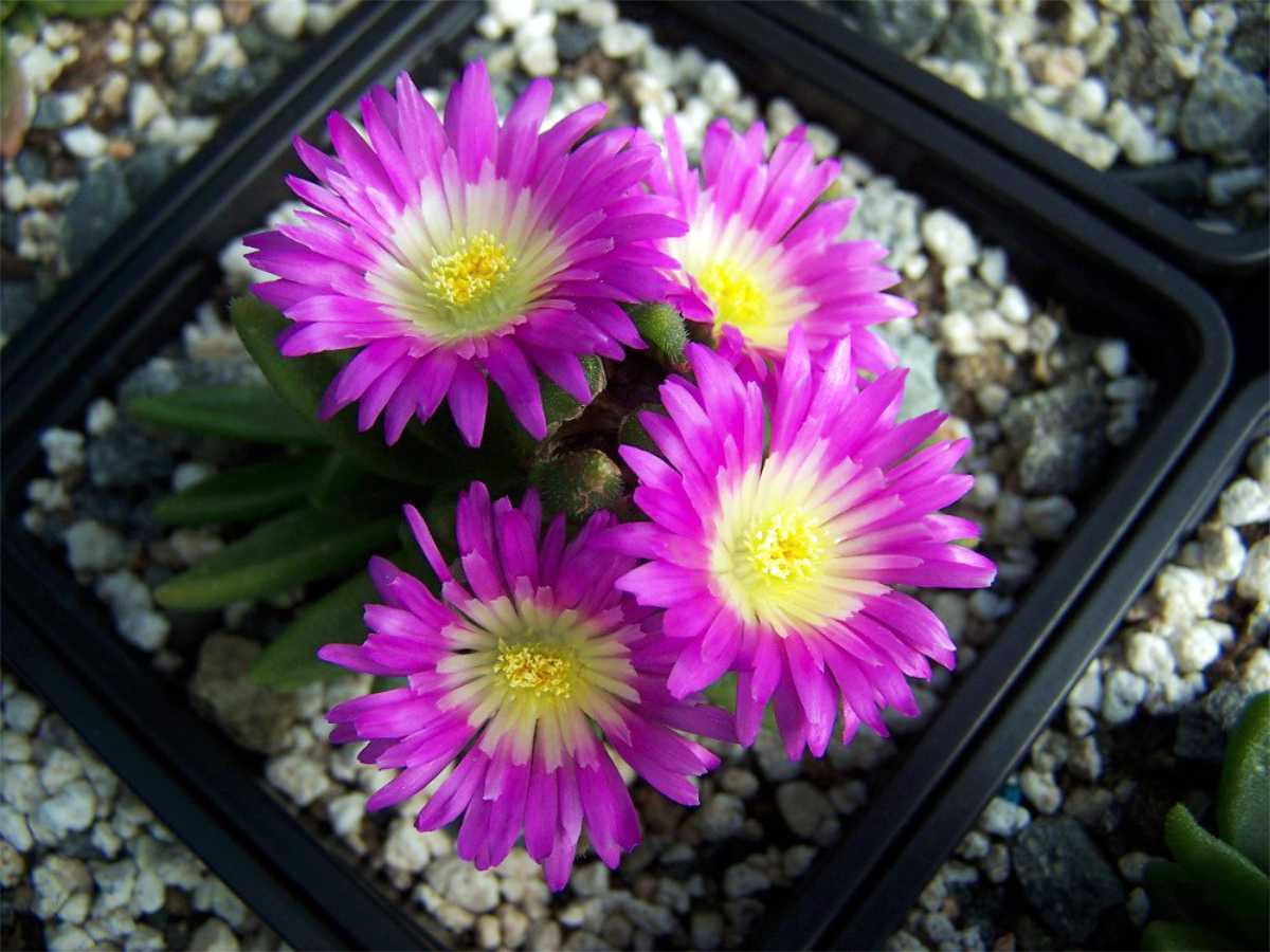 Delosperma galpinii Kelaidis 