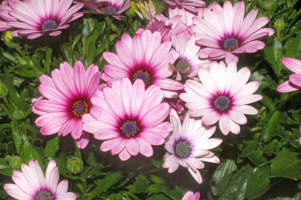 Osteospermum Enya Osteospermum Enya