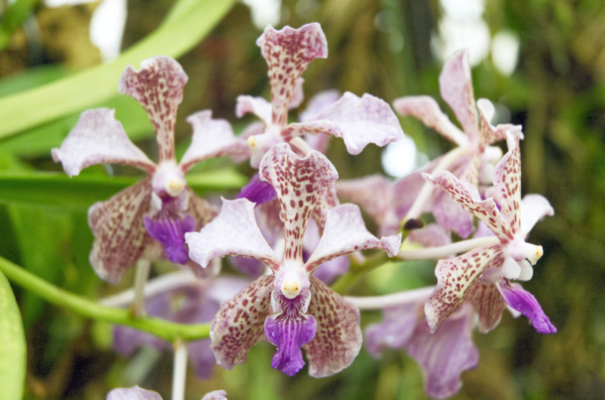 Vanda Herziana je hybridem mezi V. coerulea a tricolor Vanda Herziana je hybridem mezi V. coerulea a tricolor