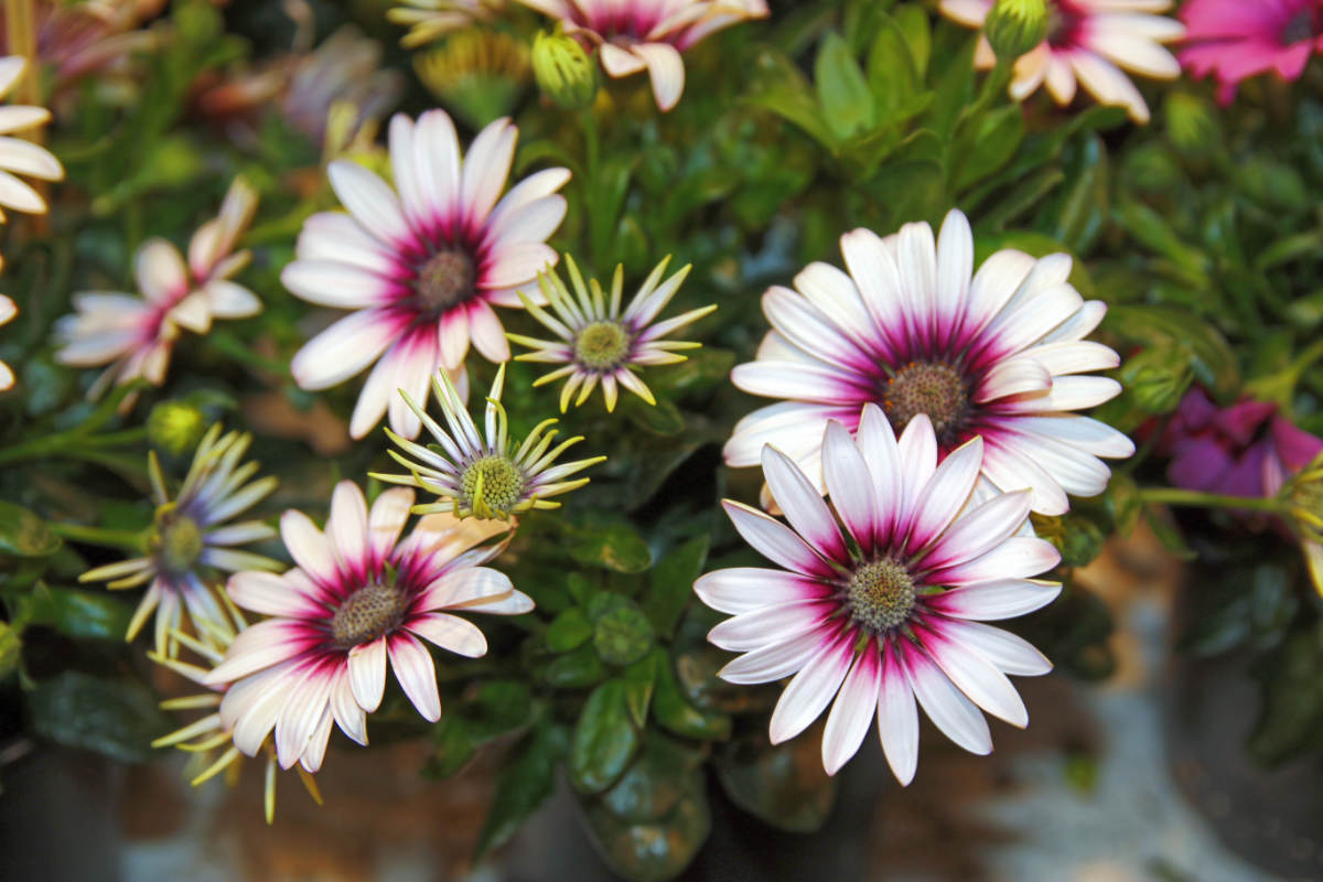 Mezi novější odrůdy patří osteospermum Gabriela Osteospermum odrůdy Gabriela
