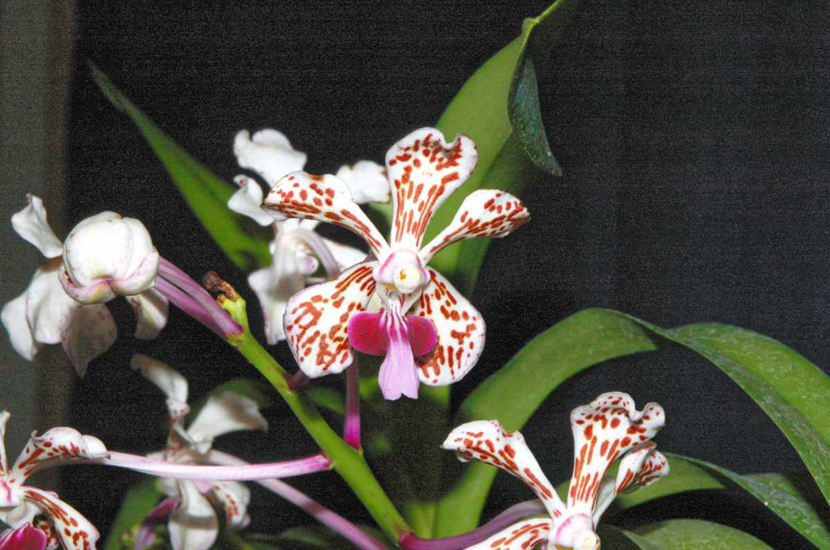 Teplomilný druh Vanda Tricolor Teplomilný druh Vanda Tricolor