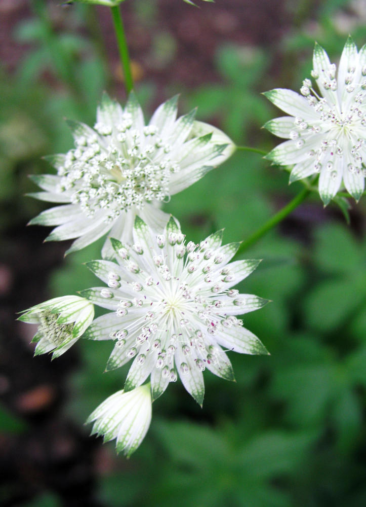 Astrantia major, odrůda Snow Star Astrantia major, odrůda Snow Star