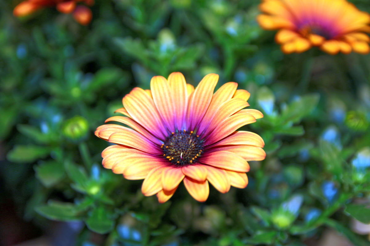 Osteospermum Impassion Terracotta Osteospermum Impassion Terracotta