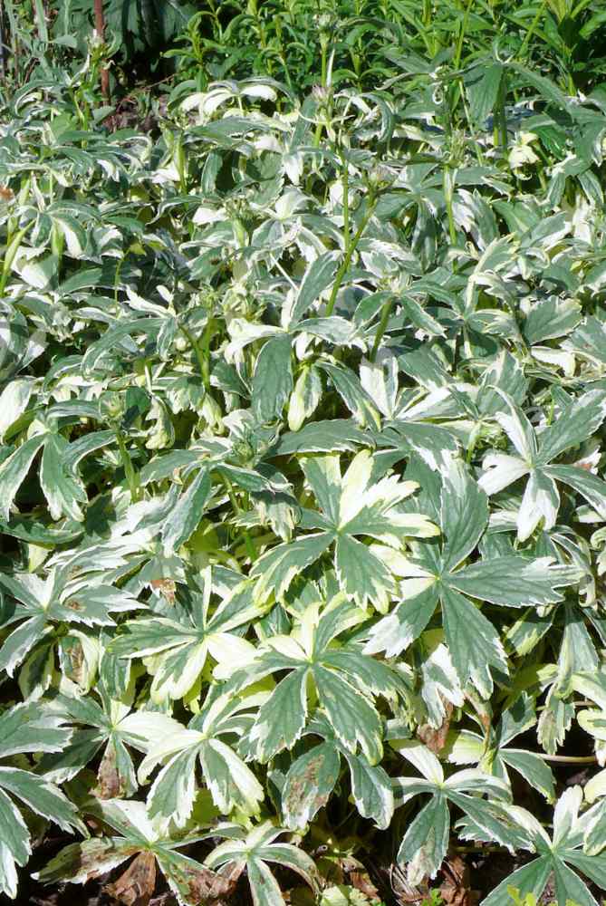 Listy odrůdy Sunningdale Variegated Listy odrůdy Sunningdale Variegated