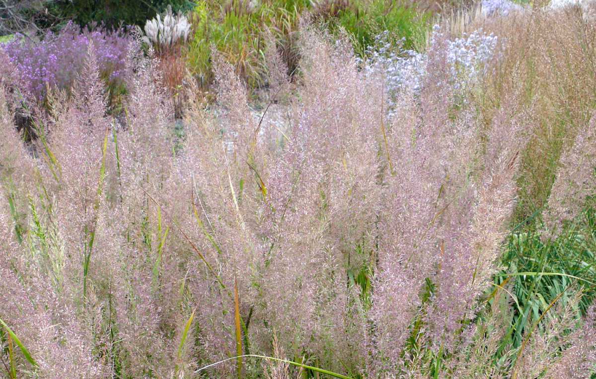 Třtina chloupkatá Calamagrostis brachytricha