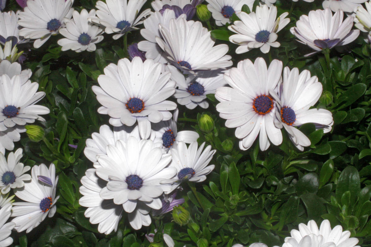 Impassion White Paprskovka Impassion White