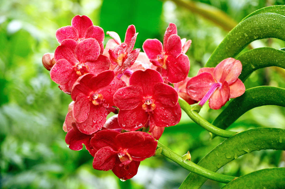 V. Red Magic Orchidej Red Magic
