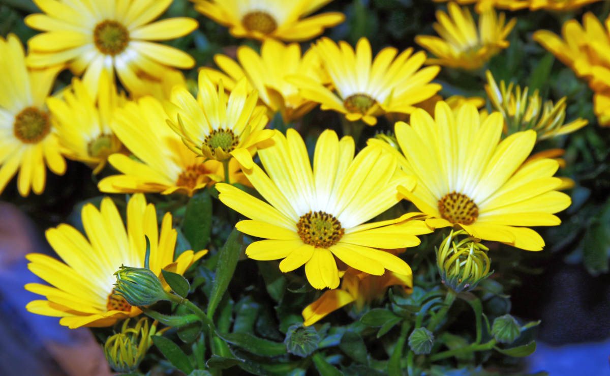 Sortiment pro osteospermum se rozšířil například o čistě žlutou barvu květů Osteospermum s čistě žlutými květy, foto Kunte