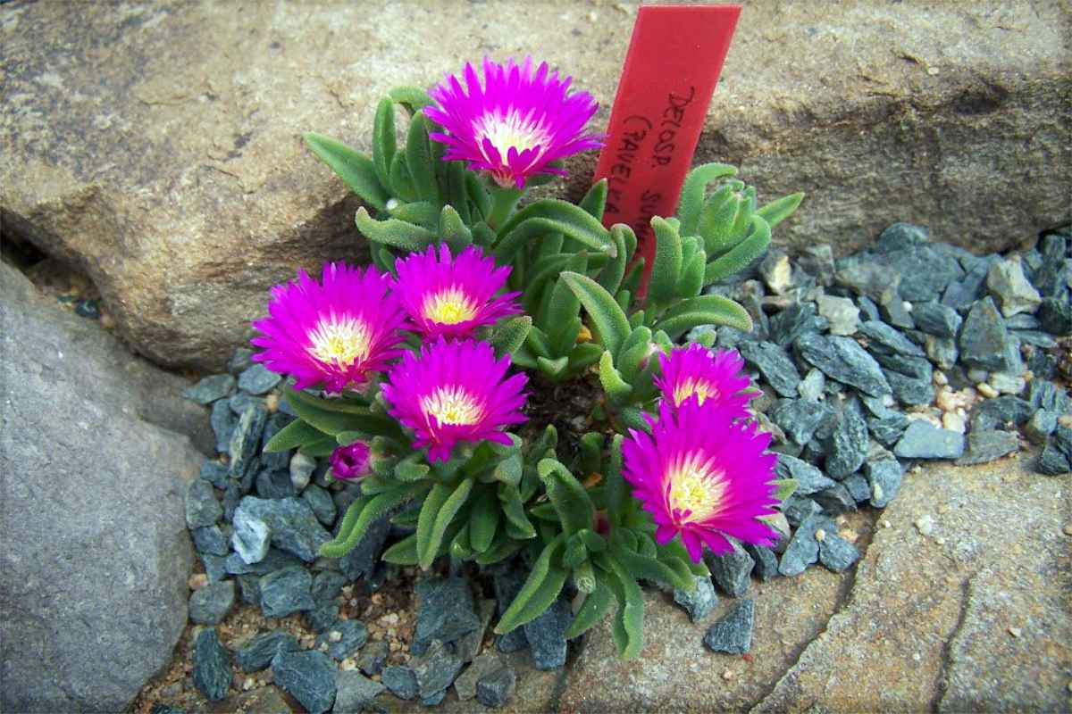 Jeden z druhů vyžadující zimní ochranu - Delosperma parentum
