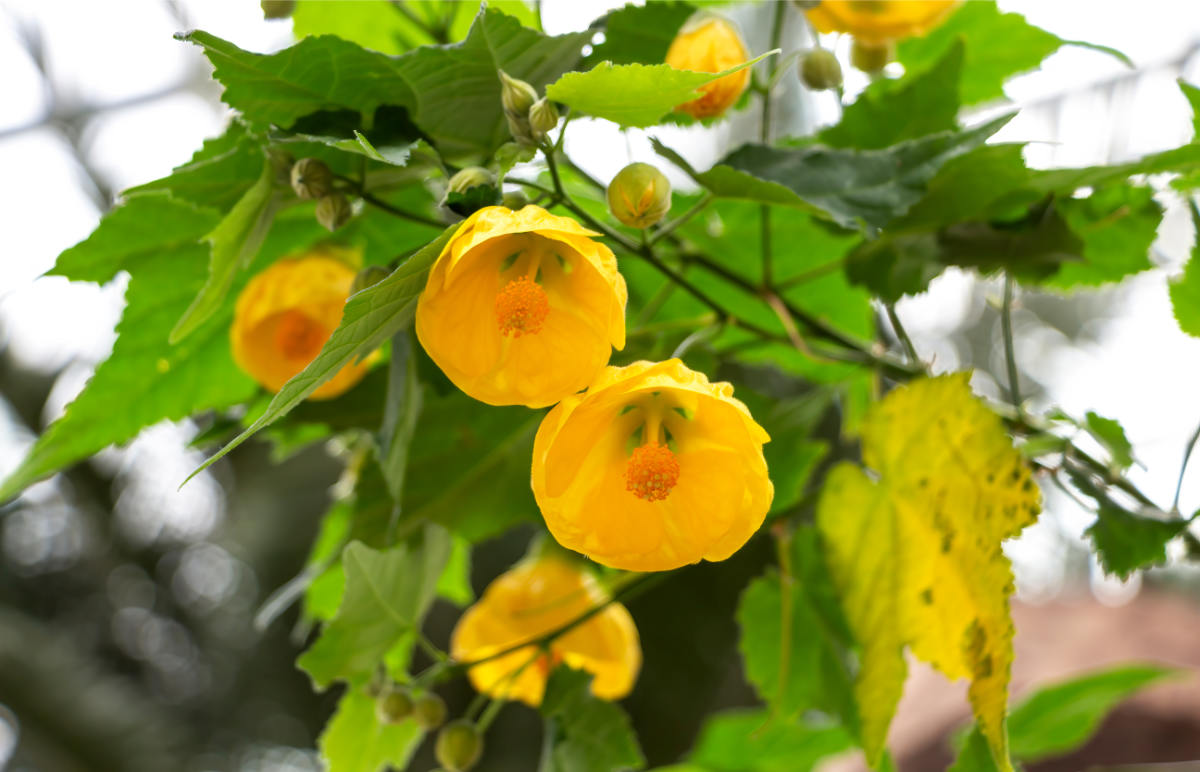 Abutilon, dávným českým označením podslunečník Abutilon