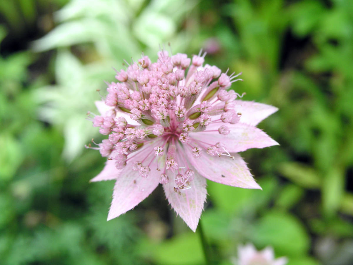 Astrantia maxima Jarmanka, Astrantia maxima, méně známá trvalka