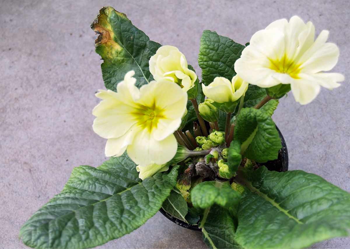 Houbová choroba (Botrytis cinerea) způsobila zasychání poupat primulky