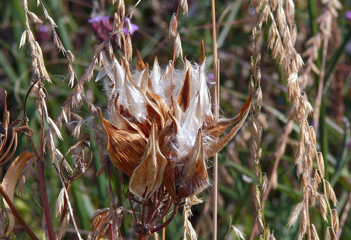 Bouteloua curtipendula