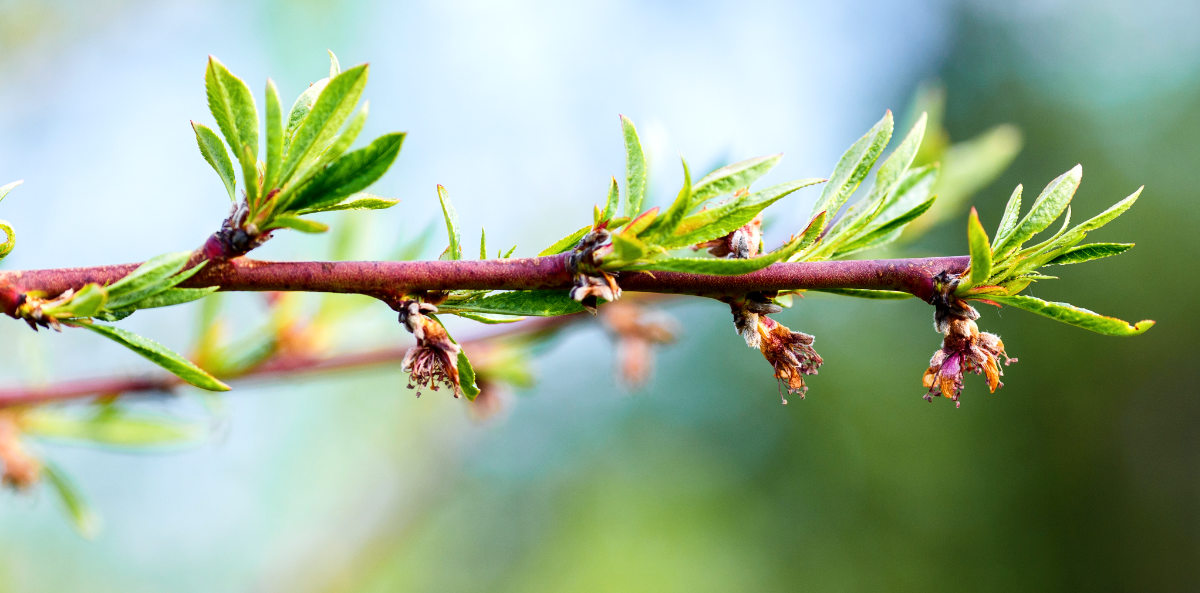 Květy broskvoní může poškodit noční mráz nebo houbová choroba. Při řezu po odkvětu lze zohlednit jak stav výhonů, tak odhad úrody. Foto Shutterstock. Řezat broskvoně po kvetení může přispět k záchraně zbytku úrody po mrazech