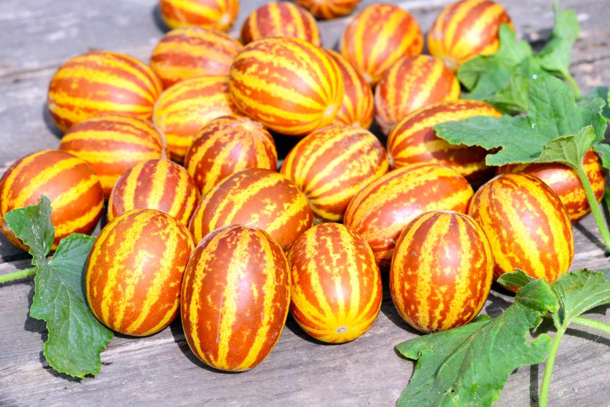 Rich Sweetness Rich Sweetness