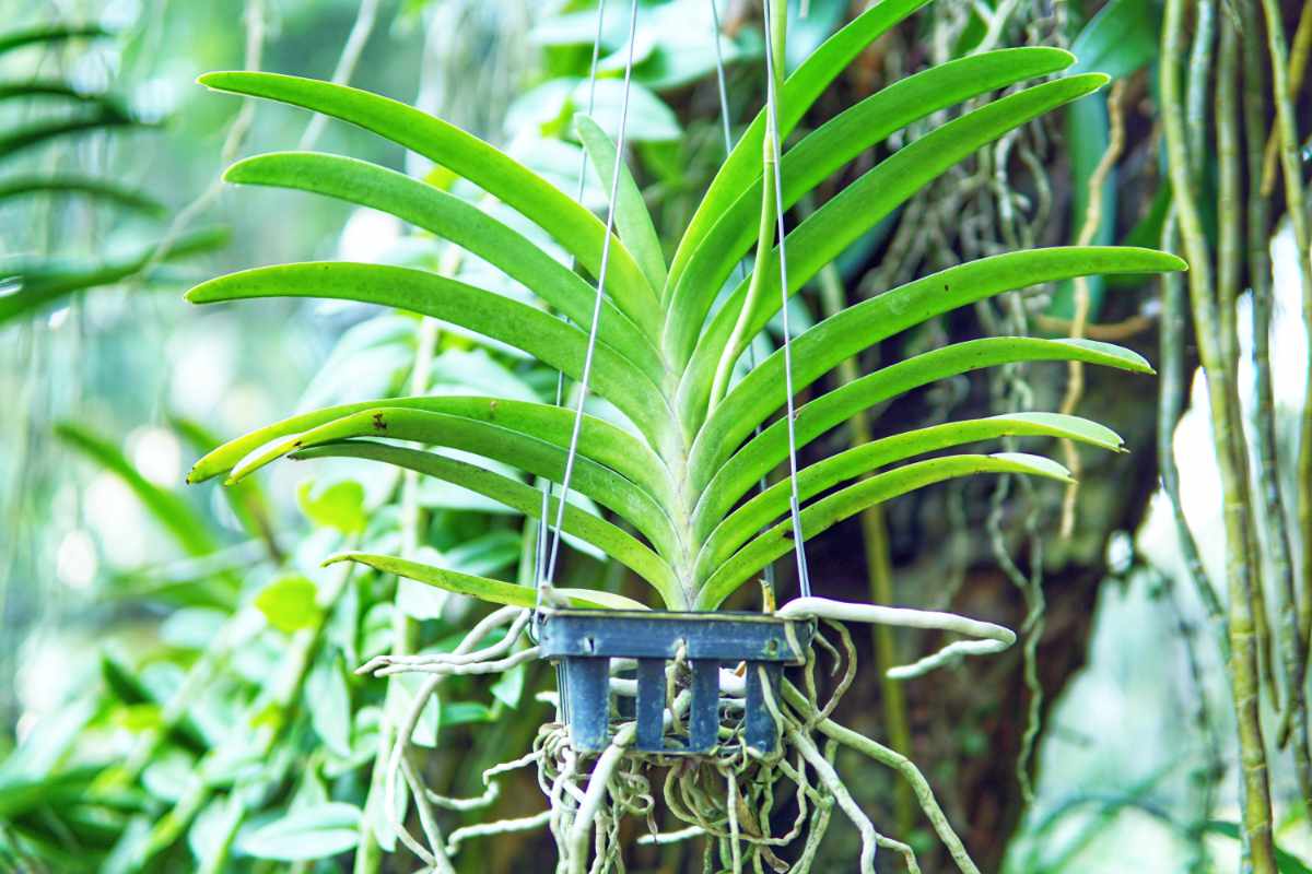 Vanda coerulea má kožovité listy, složené do písmene V Vanda coerulea a její listy