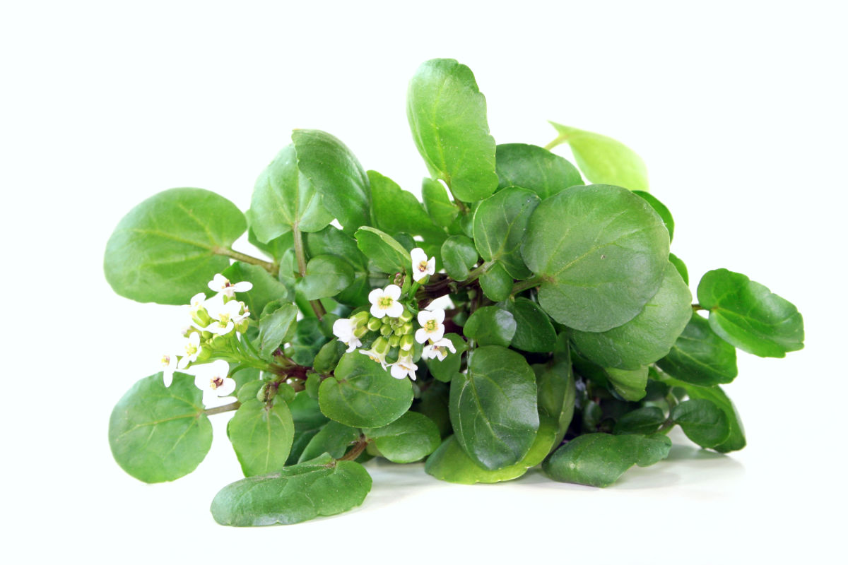 Potočnice lékařská (Nasturtium officinale), Jarní bylinka