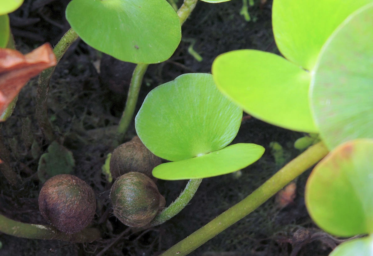 Regnellidium diphyllum Mezi kaprdiny kořenícími na dně jezírka patří také Regnellidium diphyllum