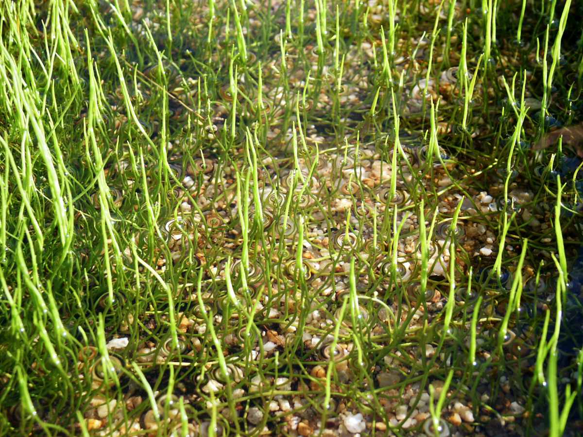 Míčovka kulkonosná (Pilularia globulifera) Kapradina míčovka kulkonosná