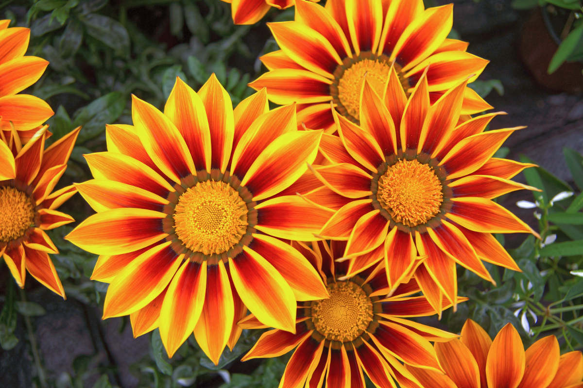 Big Kiss Yellow Flame Gazania Big Kiss Yellow Flame