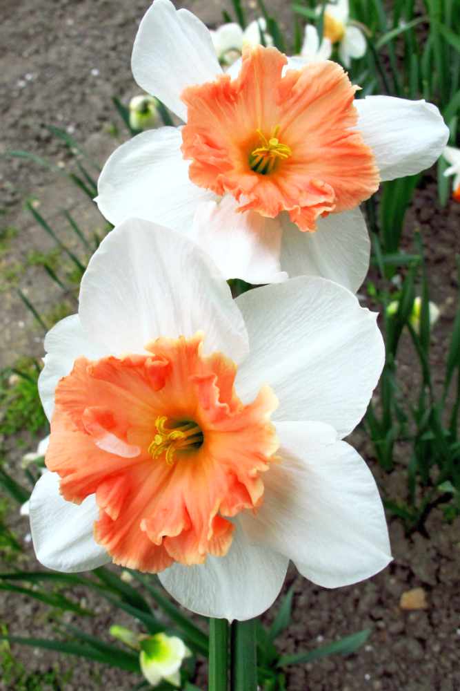 Narcisy s velkou pakorunkou, Precocious 2 W-P
