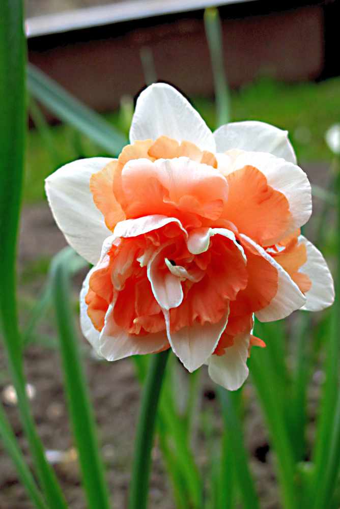 Plnokvěté narcisy, Marabou 4 B W-P