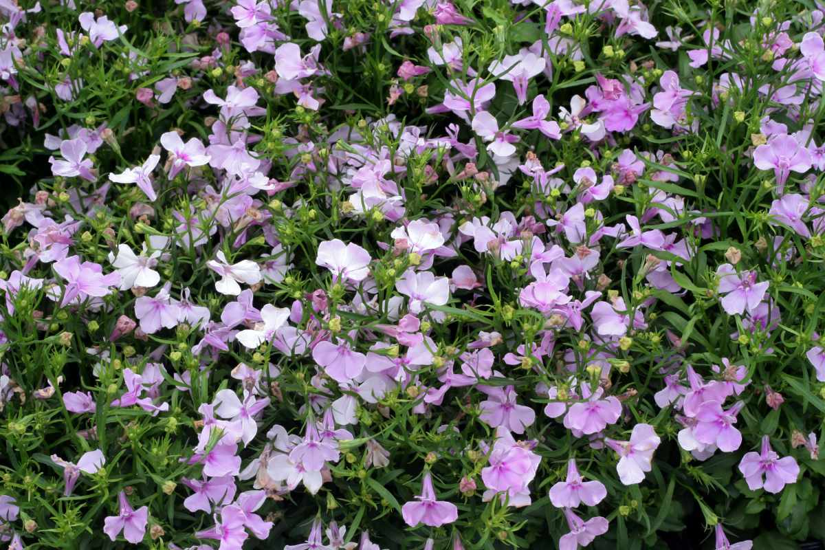 Riviera Lilac Riviera Lilac